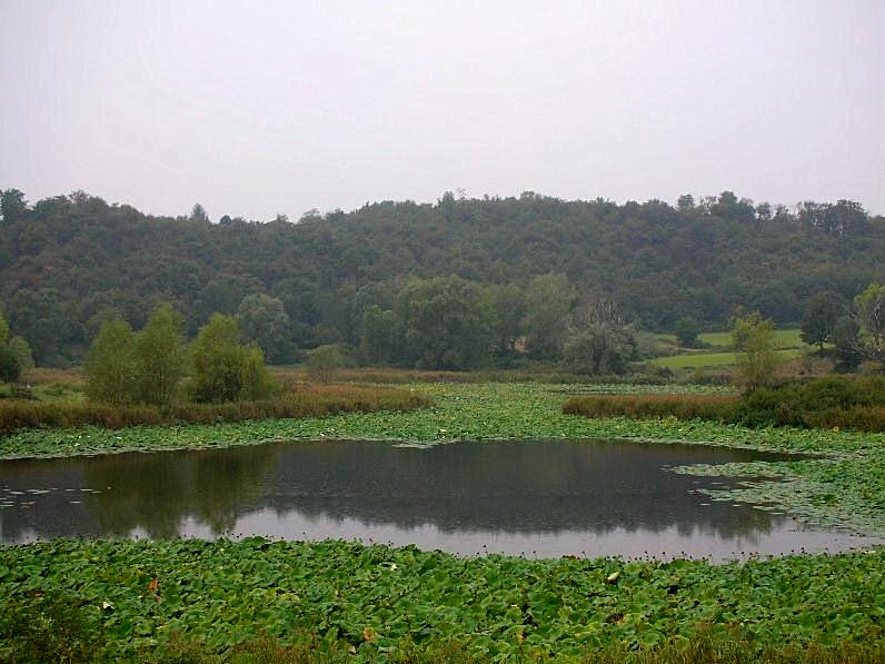 Nelumbo nucifera  / Fior di Loto, Nelumbo